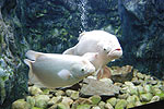 Fish4.jpg (7629 bytes)