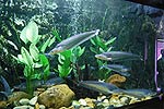 Fish5.jpg (7342 bytes)