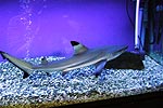 Fish6.jpg (6039 bytes)
