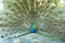 Peacock1M.jpg (20739 bytes)