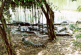 Crocodile.jpg (34843 bytes)