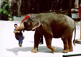 Elephant2.jpg (21216 bytes)