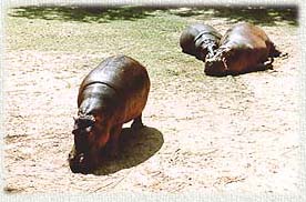 KhaoKaeow6A.JPG (19518 bytes)