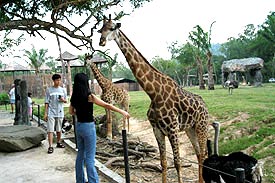 OpenZoo1A.jpg (21626 bytes)