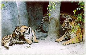 Tiger2.jpg (22906 bytes)
