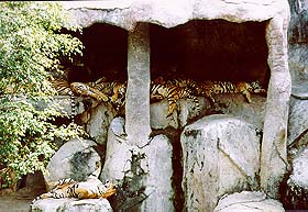 Tiger3.jpg (29716 bytes)